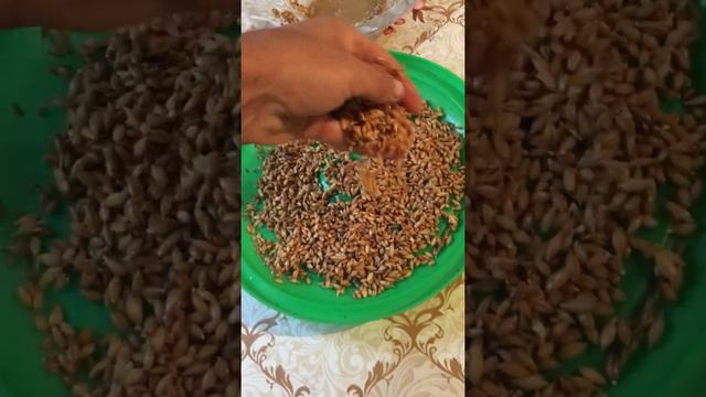 Проращиваем и засеиваем новые семена пшеницы на Микрозелень смотреть онлайн