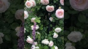 Плетистая роза Palais Royal Blanc Pierre de Ronsard White Eden (Пале Рояль Блан Пьер де Ронсар).