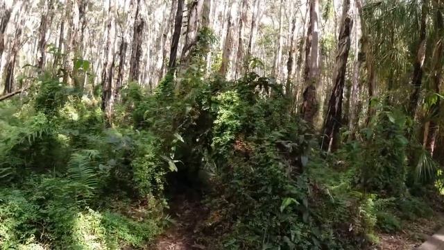Paperbark Forest 1770 смотреть онлайн