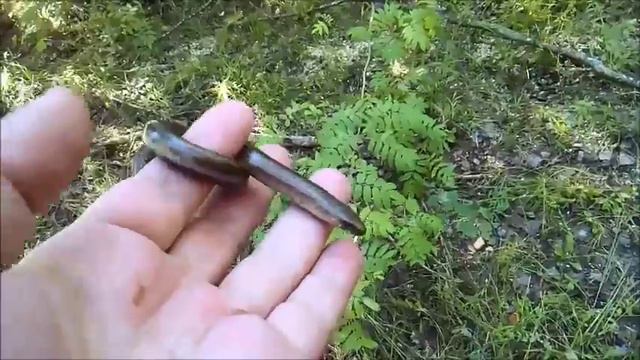 Веретеница в Беларуси смотреть онлайн