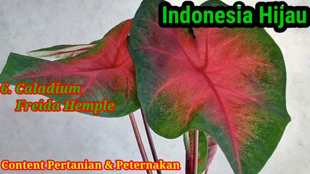 10 Jenis Daun Keladi Paling Indah di Dunia (Ten Most Beautiful Caladium in the World) смотреть онлайн