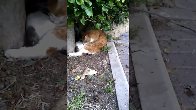 Кот зализывает рану смотреть онлайн