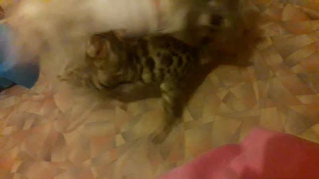 Бенгальская кошка играет с Лорой. Постоянно вместе смотреть онлайн