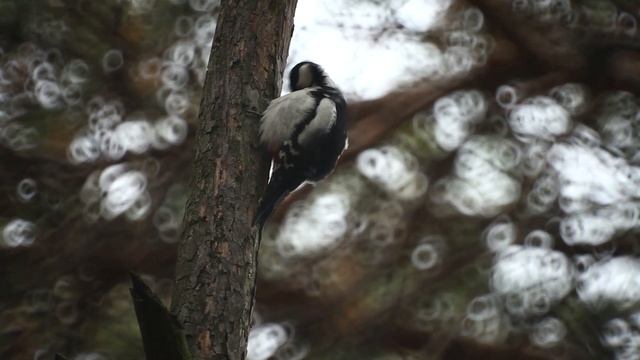 Большой пестрый дятел / Чистит перья / Dendrocopos major. смотреть онлайн