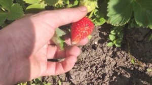 Ремонтантная клубника Сан Андреас (San Andreas) и Кабрилло (Cabrillo), урожай сразу после посадки!