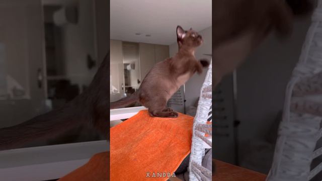 Соболиная бурманская девочка Xandra Freya Way - наша восточная принцесса 👸🏼 смотреть онлайн