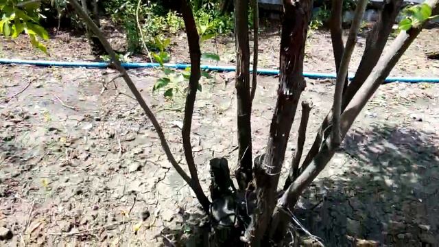 Размножение зизифуса смотреть онлайн