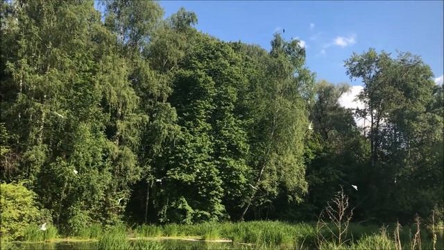 По нашей речке можно плавать на лодках. Июнь, природа, утки смотреть онлайн