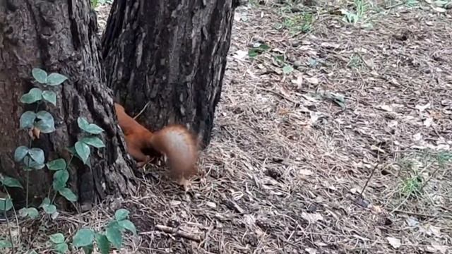 Белки. Факты о белках. Кормление белок. смотреть онлайн