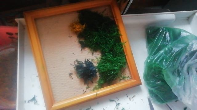 Мастер класс. Картина из стабилизированного мха ИНЬ И ЯН . смотреть онлайн