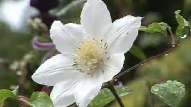 Fall Clematis смотреть онлайн
