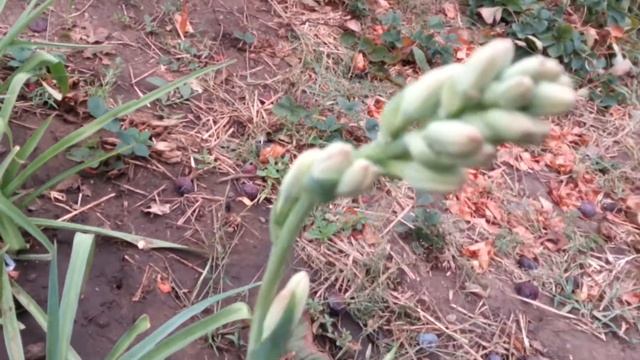 Цветение туберозы