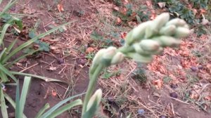 Цветение туберозы