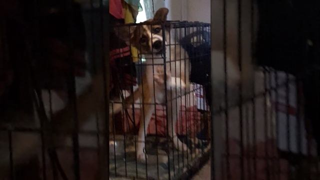 ЯЖИВОЙ - помощь собакам приютов г.Перми, 59 регион