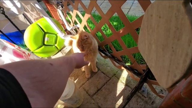 Готовим рыбу мойву,только что поймали смотреть онлайн