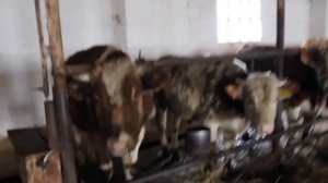 Выращивание быков, животноводческая ферма