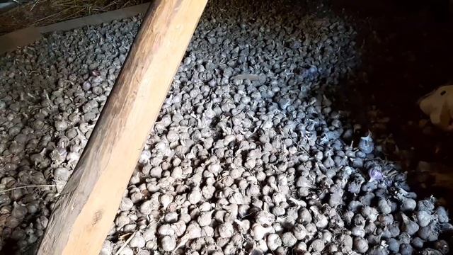 Сколько сушить чеснок? Что бы он не портился при хранении. смотреть онлайн