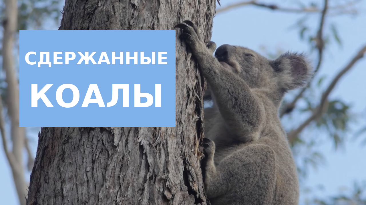 Сдержанные Коалы