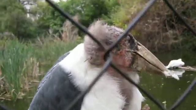 Птица клюнула фотоаппарат - The bird pecked at my camera смотреть онлайн