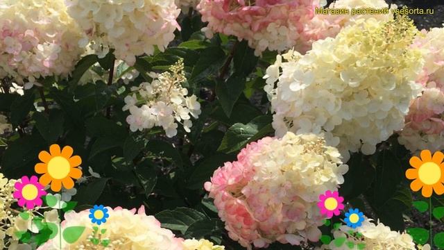 Гортензия метельчатая Пинки Промис. Краткий обзор Hydrangea Paniculata LIVING PINKY PROMISE