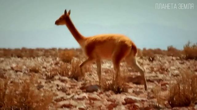 Материк Южная Америка: Самый удивительный континент Планеты Земля | Интересные факты о Южной Америк смотреть онлайн