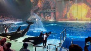 Касатки Москвариум