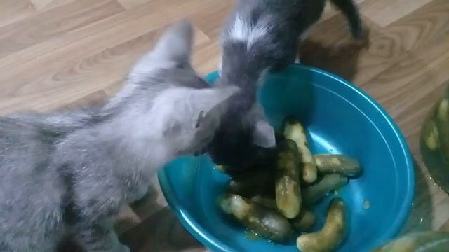 котята едят соленые огурцы.kittens eat salted cucumbers смотреть онлайн