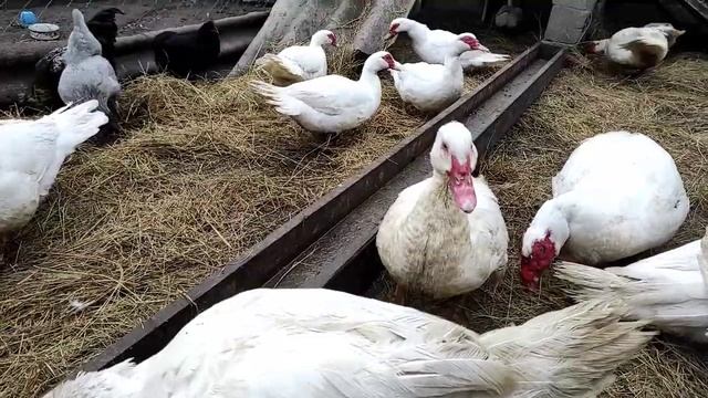 ВЫ ТАКОГО ДАВНО НЕ ВИДЕЛИ! СМОТРЕТЬ ВСЕМ И ДО КОНЦА. ИНДЮКИ И НЕ ТОЛЬКО. САМАЯ ЛУЧШАЯ ПТИЦА ИНДЮК ? смотреть онлайн
