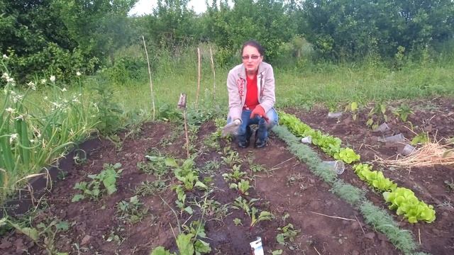 Бродилка или зеленое удобрение. Как долго можно использовать и в каких целях Мое мнение смотреть онлайн