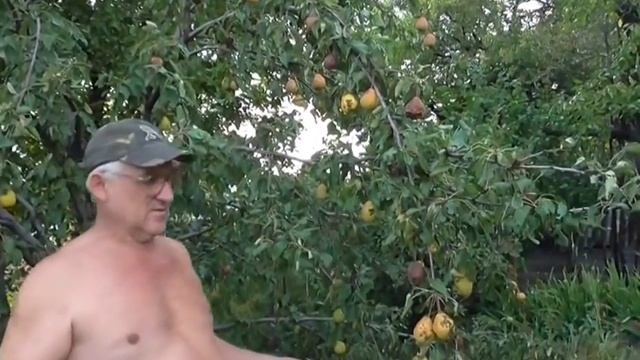 Сбор ранних груш. Созрели ранние груши смотреть онлайн