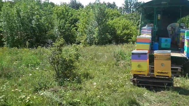 Итог первой кочевки на подсолнух,цена на мед,призыв пчеловодов! смотреть онлайн