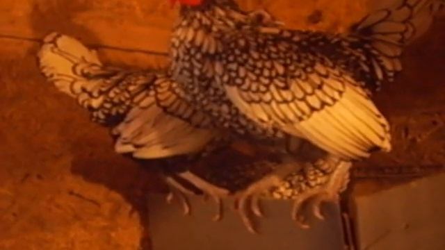 Сибрайт серебристый - декоративные карликовые куры смотреть онлайн