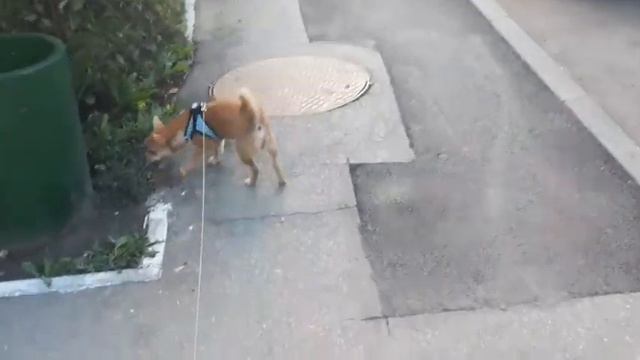 Колокольный звон.Будет ли карантин?