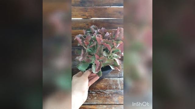IDENTIFICAÇÃO DE SUCULENTAS - KALANCHOE SEXANGULARIS