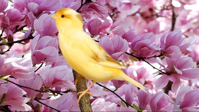 Кенар роллер тройник ПЕСНЯ ИЗ ПЕНИЯ ЛЯГУШЕК 2-10-1 СБОРНИК смотреть онлайн