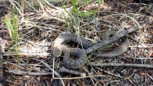 Змеи Приморья 5 (Herping in Primorye) 2019