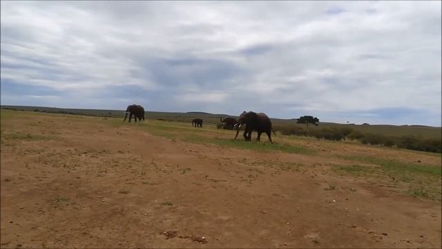 Как говорит слон? смотреть онлайн