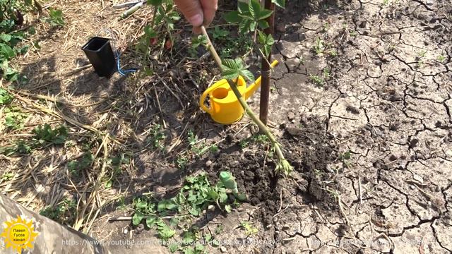 Размножение ежевики укоренением верхушек побегов. смотреть онлайн