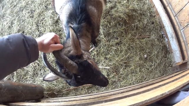 Скоро начнутся окоты у коз смотреть онлайн