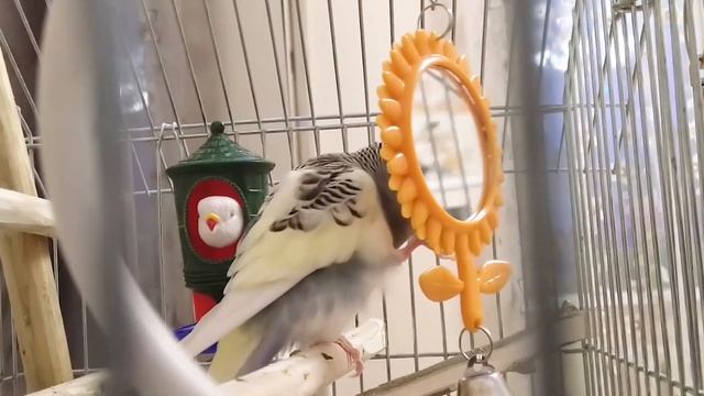 2 часа веселого пения для попугайчиков. смотреть онлайн