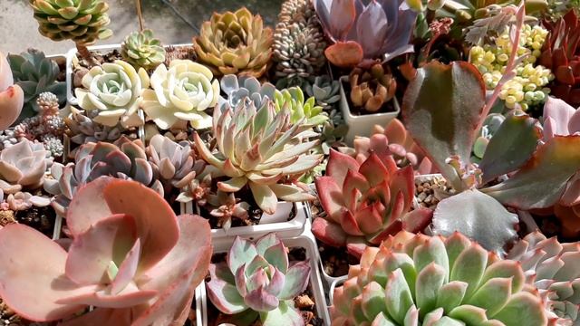 Полив суккулентов на улице осенью. Как избежать переохлаждения розетки. смотреть онлайн