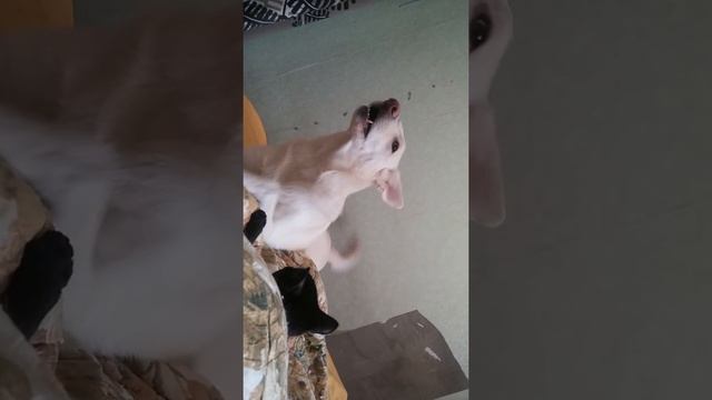 кот, собака смотреть онлайн