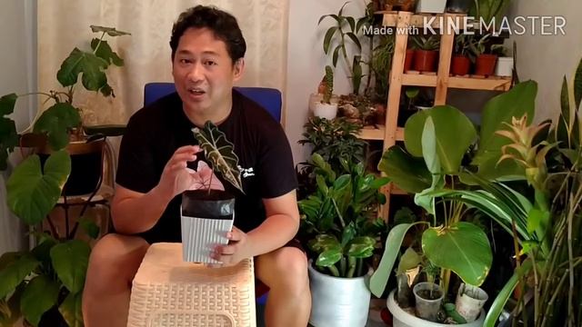 Alocasia sanderiana a.k.a Kris Plant смотреть онлайн