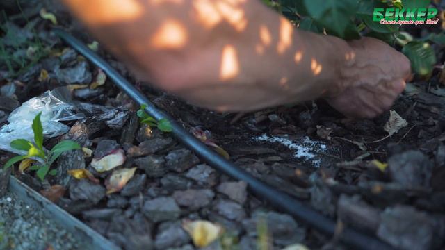 Нежные ветреные ночи