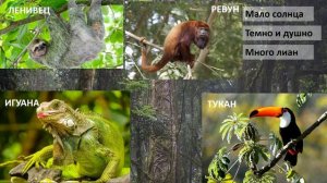 Биосфера: жизнь в тропическом поясе