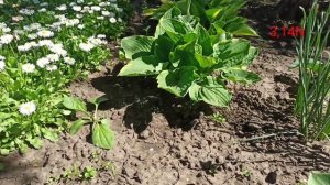 первая подкормка хост весной