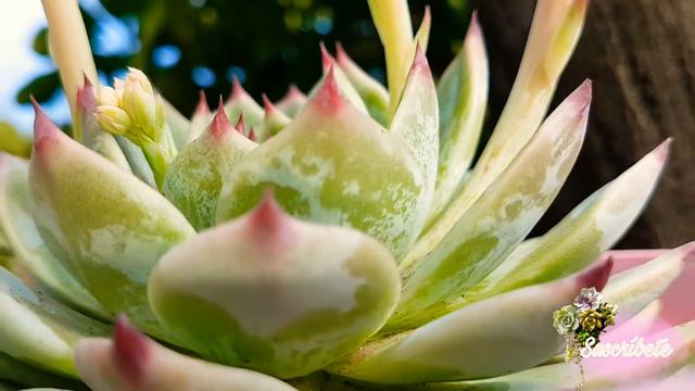 Echeveria Beatrice смотреть онлайн