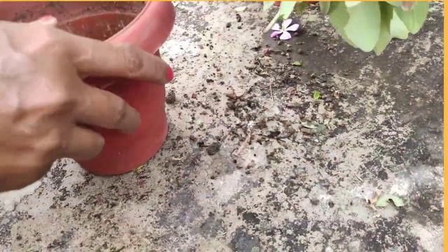 Gardening mistakes we Generally Do ||गार्डनिंग में ये गलतिया भूलकर भी ना करे। 28 November 2020 смотреть онлайн