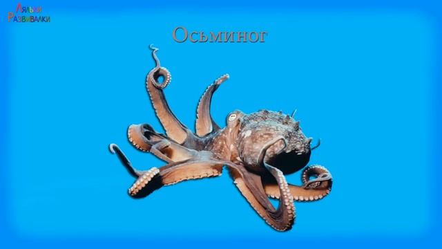 Жители моря. Знакомим малышей с морскими животными и рыбой. Обучающее видео для малышей смотреть онлайн