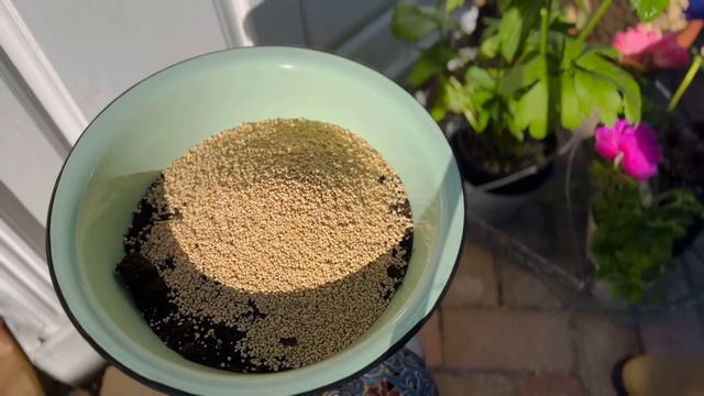 【ガーデニング】春が待ち遠しい🌷ラナンキュラスラックスをお迎え🌿大型つるアイスバーグの冬剪定🌹【春の花】【おしゃれな庭】 смотреть онлайн